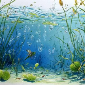 underwater Story